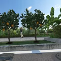 Garden Landscape Featuring Orange Trees With Ripe Oranges Banana Plants And Person Walking On Lawn