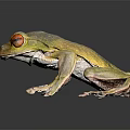 Detailed Close Up View Of Vibrant Green Frog With Striking Red Eyes On Dark Background