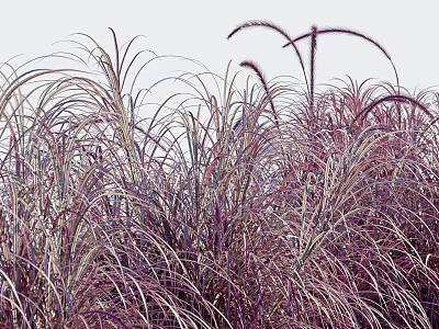 modern grass 3d model modern grass 3d model