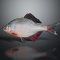 Colorful Ornamental Fish With Silver Body Red Fins And Bright Red Eyes On Dark Surface