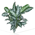 Lush Indoor Plant With Green And White Variegated Leaves For Home Decor