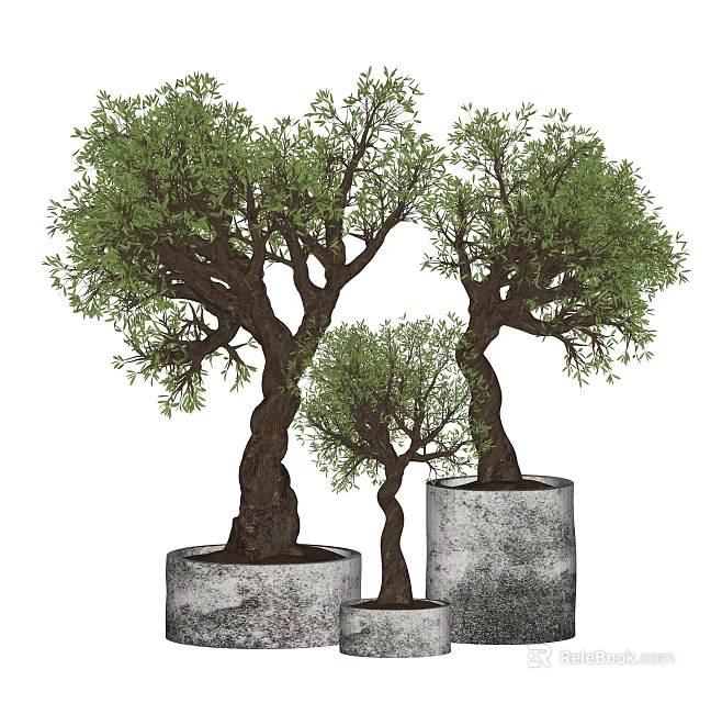 Three Varying Sizes Bonsai Potted Plants With Twisted Trunks In Concrete Planters 3d model 