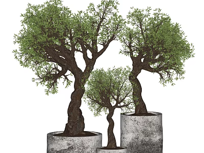 Three Varying Sizes Bonsai Potted Plants With Twisted Trunks In Concrete Planters 3d model