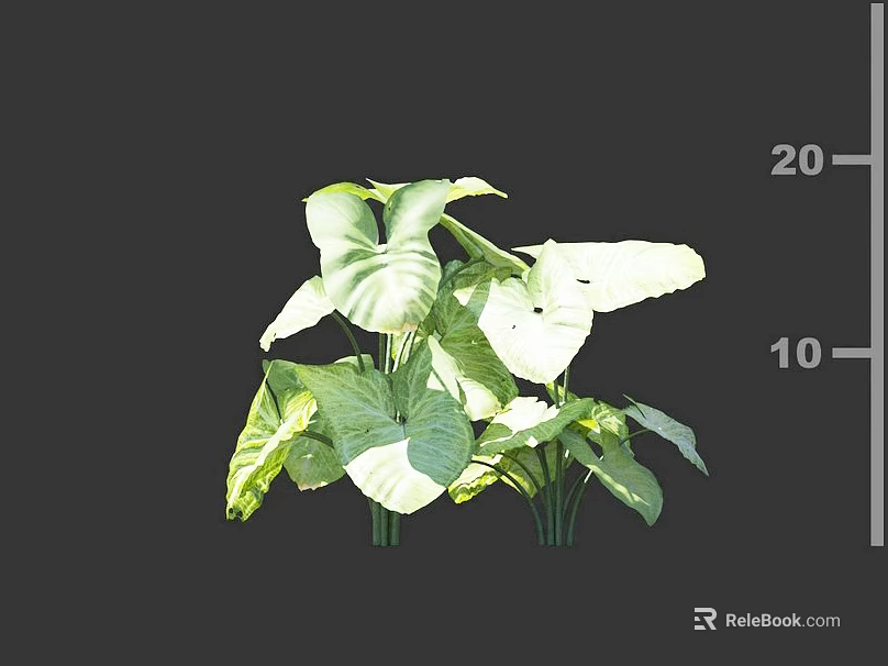 Large Green Leafy Plant With Dark Background And Height Range 10 to 20 3d model 