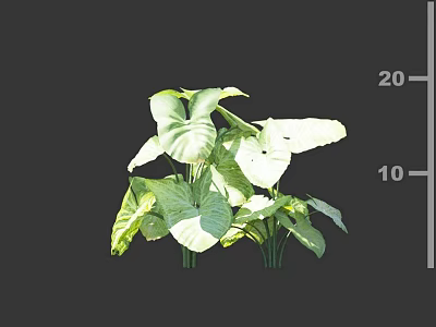 Large Green Leafy Plant With Dark Background And Height Range 10 to 20 3d model
