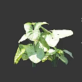 Large Green Leafy Plant With Dark Background And Height Range 10 to 20
