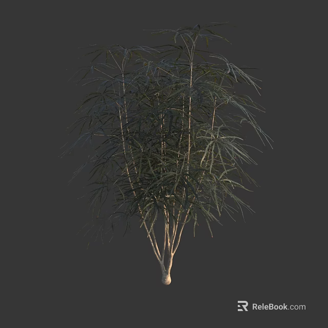 Elegant Arbor Tree With Multiple Slender Trunks And Lush Green Foliage 3d model