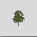 Tall Lush Green Arbor With Dense Foliage Next To Human Silhouette