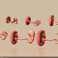 Different Stages Baby Fetal Model Decorative Ornament Set With Pink Red Hues