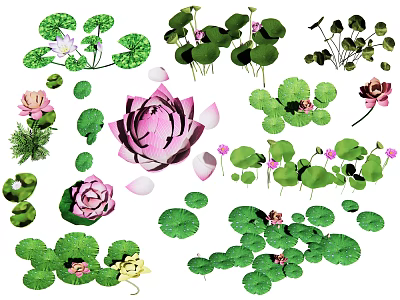 Chinese lotus lotus leaf lotus water lily lotus root lotus canopy guanyin sitting lotus 3d model