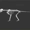 Silver Dinosaur Skeleton Display With Reflective Surface And Detailed Bone Structure 3d model