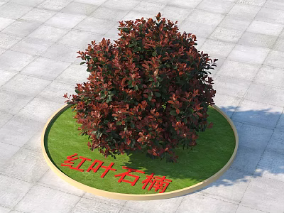 Modern Photinia fraseri Plants 3d model
