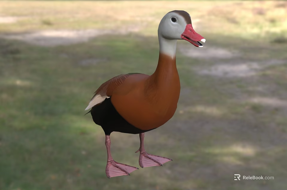 Duck Aquatic Bird With Brownish Red Body White Neck Belly Red Beak On Grass 3d model 