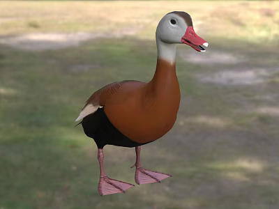 Duck Aquatic Bird With Brownish Red Body White Neck Belly Red Beak On Grass 3d model