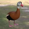 Duck Aquatic Bird With Brownish Red Body White Neck Belly Red Beak On Grass