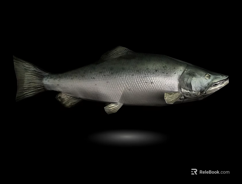 Silver Salmon Aquatic Animal With Detailed Body And Fins On Black Background 3d model 