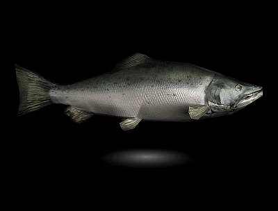 Carp grass carp river fish sea fish crucian carp 3d model