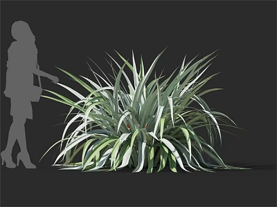 Variegated Foliage Plant Featuring Long Slender Green and White Leaves in Modern Setting with Silhouette 3d model
