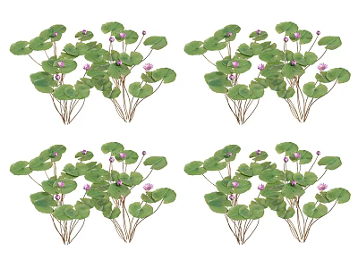 Aquatic Plants With Green Leaves And Purple Flowers In Water Garden 3d model