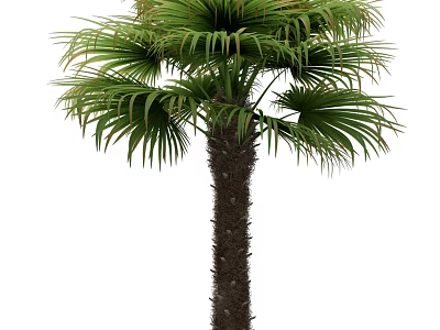 Tall Palm Tree With Lush Green Fronds And Thick Brown Trunk In Natural View 3d model