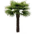 Tall Palm Tree With Lush Green Fronds And Thick Brown Trunk In Natural View