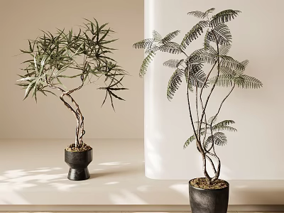 Elegant Bonsai Plants with Unique Leaves in Black Pots on Light Countertop with Sunlight 3d model