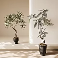 Elegant Bonsai Plants with Unique Leaves in Black Pots on Light Countertop with Sunlight