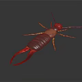 Earwig With Red Head Dark Body Pincer Tail And Yellow Legs On Dark Background