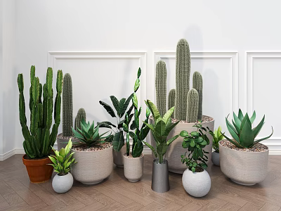 Stylish Indoor Potted Plants Featuring Cacti Succulents in Various Material Pots White Walls Wooden Floors 3d model