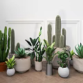 Stylish Indoor Potted Plants Featuring Cacti Succulents in Various Material Pots White Walls Wooden Floors