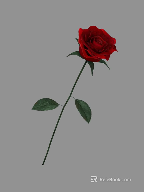 Beautiful Red Rose with Green Stem and Fresh Leaves on Gray Background 3d model 