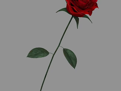 Beautiful Red Rose with Green Stem and Fresh Leaves on Gray Background 3d model