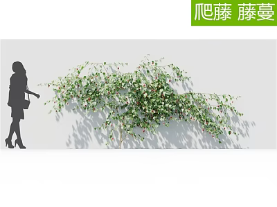Lush Climbing Vines Growing on Light Wall with Green Leaves and Natural Shadow 3d model