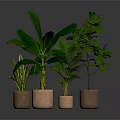 Various Green Potted Plants in Brown Pots Against Dark Background