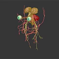 Detailed 3D Rendered Anatomical Structure With Brain Eyes And Networked Nerves