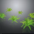Six Vibrant Green Ferns Arranged on Dark Background With Glossy Leaves