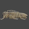 Detailed Yellowish Brown Beetle With Black Spots Long Antennae And Six Legs