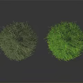 Two Conical Dark Green and Bright Green Plants on Dark Reflective Background Surface