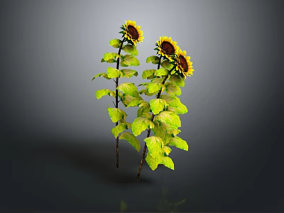 Two Sunflowers With Yellow Blooms Green Leaves Stems And Reflection On Dark Background 3d model