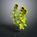 Two Sunflowers With Yellow Blooms Green Leaves Stems And Reflection On Dark Background