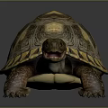 Detailed Realistic Tortoise With Yellow Brown Patterned Shell On Gray Background 3d model