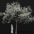 Flowering Arbor Adorned with Abundant White Blossoms and Standing Statue Detailed Close Up