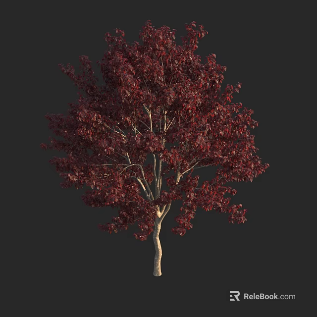 Red Leaf Tree with Slender Trunk and Lush Foliage Against Black Background 3d model 