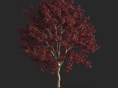 Red Leaf Tree with Slender Trunk and Lush Foliage Against Black Background 3d model