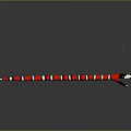 Red Black White Striped Snake With Tongue Sticking Out On Shiny Gray Surface