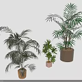 Three Different Potted Plants in Various Containers Against White Background