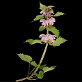Pink Flowering Plant With Green Leaves Isolated On Black Background