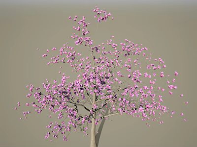 Beautiful Blooming Tree Covered In Pink Flowers Against Gray Backdrop 3d model