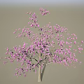 Beautiful Blooming Tree Covered In Pink Flowers Against Gray Backdrop