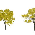 Two Arbor Trees With Lush Yellow Foliage Against Gray Background 3d model